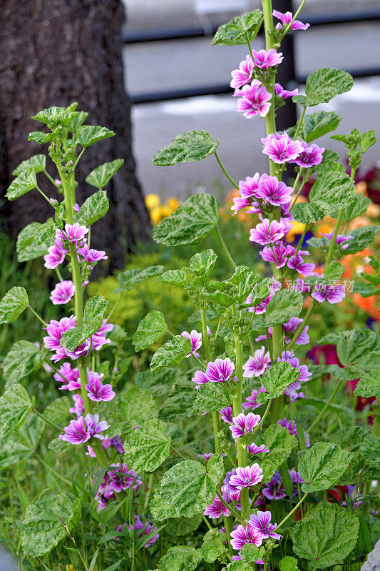 通常是Mallow / Malva Mauritiana / Malva Sylvestris